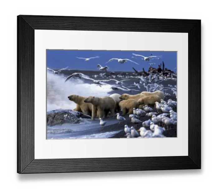Framed Print : Polar Bears (Ursus maritimus), gather around Gray Whale carcass, surrounded by Glaucous Gulls Framed Print : Polar Bears (Ursus maritimus), gather around Gray Whale carcass, surrounded by Glaucous Gulls