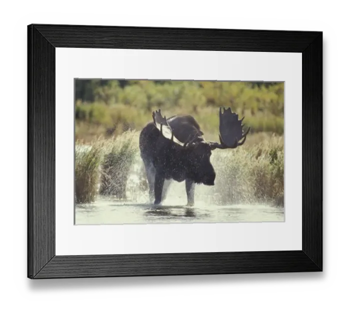 Framed Print : USA, Alaska, Katmai