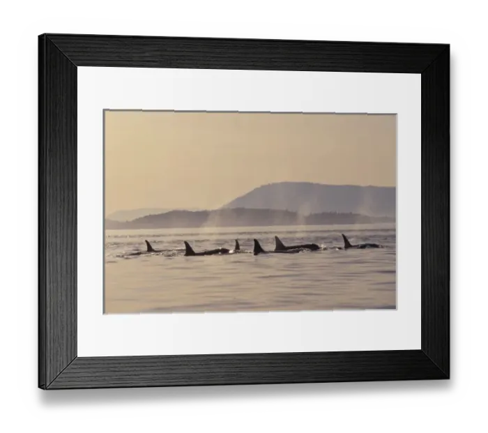 Framed Print : N. A. USA, Washington Framed Print : N. A. USA, Washington