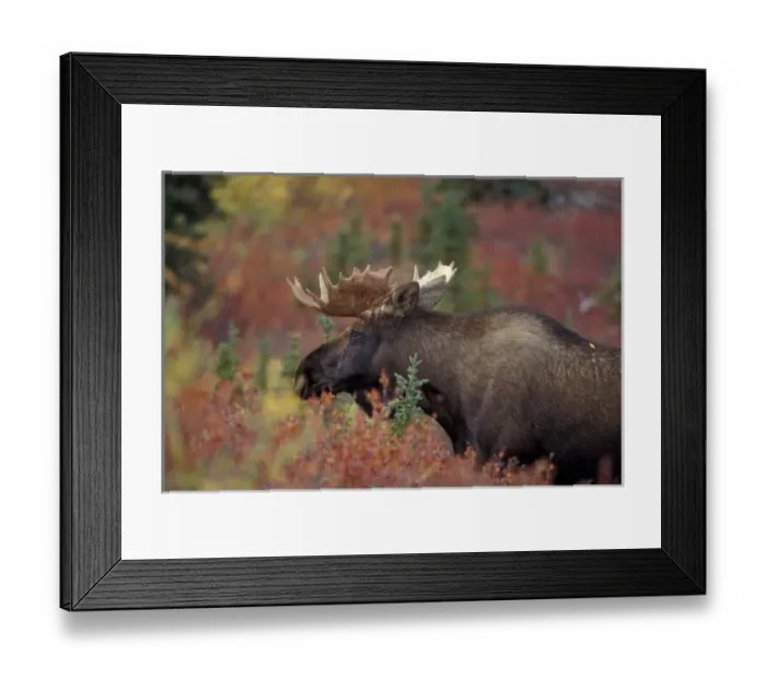 Framed Print : USA, Alaska, Denali National Park Bull moose in fall colors Framed Print : USA, Alaska, Denali National Park Bull moose in fall colors