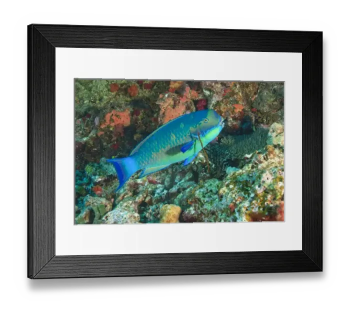 Framed Print : Parrotfish near Taveuni Island, Fiji, South Pacific Framed Print : Parrotfish near Taveuni Island, Fiji, South Pacific