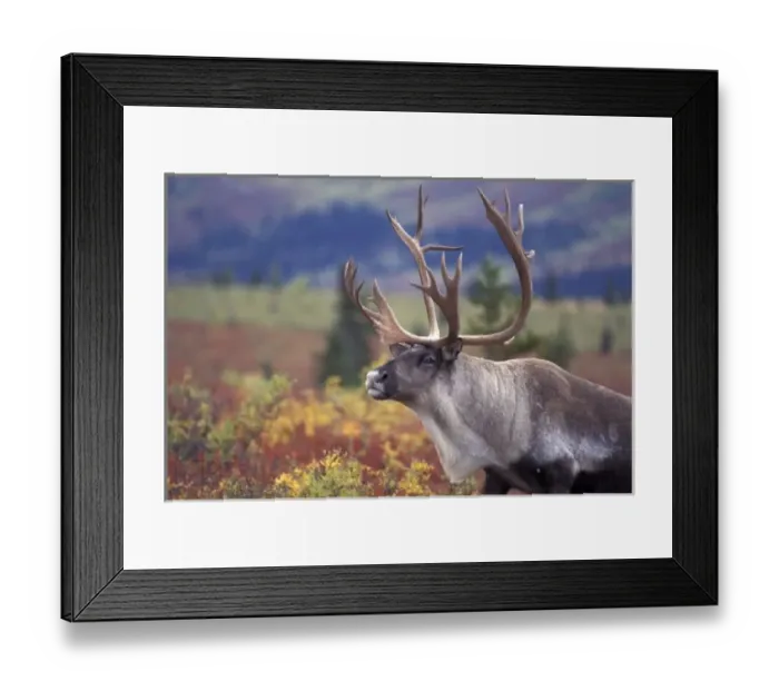 Framed Print : USA, Alaska, Denali NP, Caribou in fall tundra Framed Print : USA, Alaska, Denali NP, Caribou in fall tundra