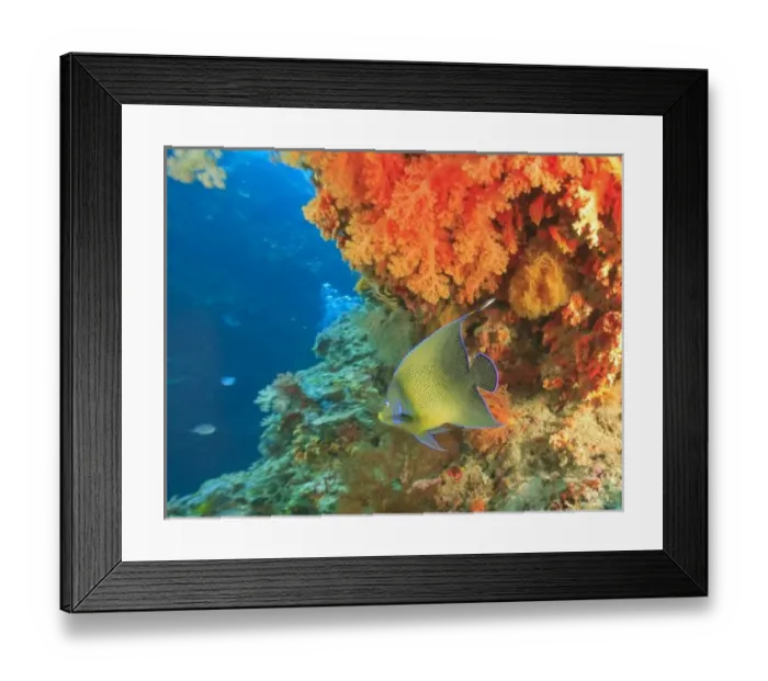 Framed Print : Angelfish swimming near orange soft coral, Bligh Water, Viti Levu, Fiji, South Pacific Framed Print : Angelfish swimming near orange soft coral, Bligh Water, Viti Levu, Fiji, South Pacific