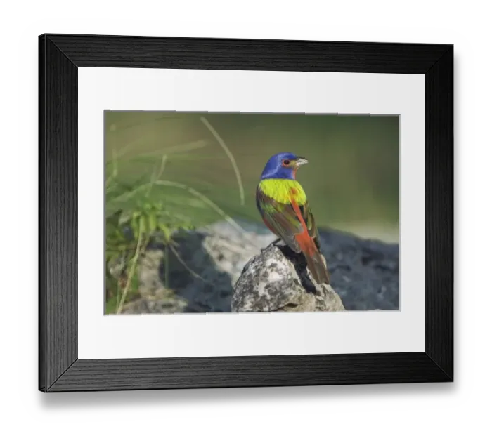 Framed Print : Painted Bunting, Passerina ciris, male, Uvalde County, Hill Country, Texas, USA Framed Print : Painted Bunting, Passerina ciris, male, Uvalde County, Hill Country, Texas, USA