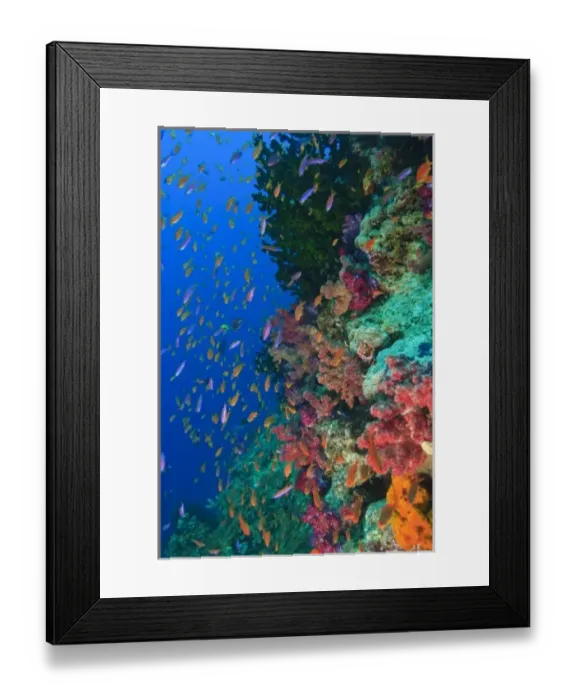 Framed Print : Schooling Fairy Basslets (Pseudanthias squaminipinnis), Vibrant & Colorful, healthy Coral Reef Framed Print : Schooling Fairy Basslets (Pseudanthias squaminipinnis), Vibrant & Colorful, healthy Coral Reef
