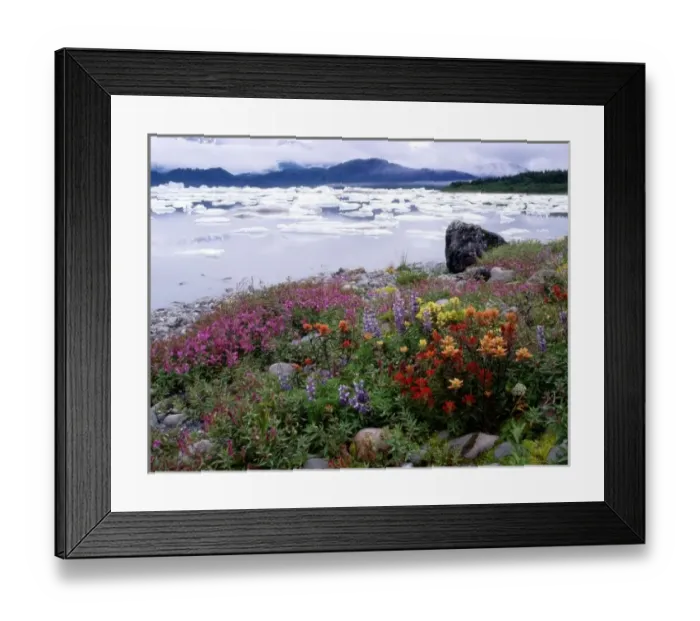 Framed Print : Paintbrush, Lupine, Fireweed. Icebergs Russell Fiord Wilderness Tongass NF, Alaska Framed Print : Paintbrush, Lupine, Fireweed. Icebergs Russell Fiord Wilderness Tongass NF, Alaska