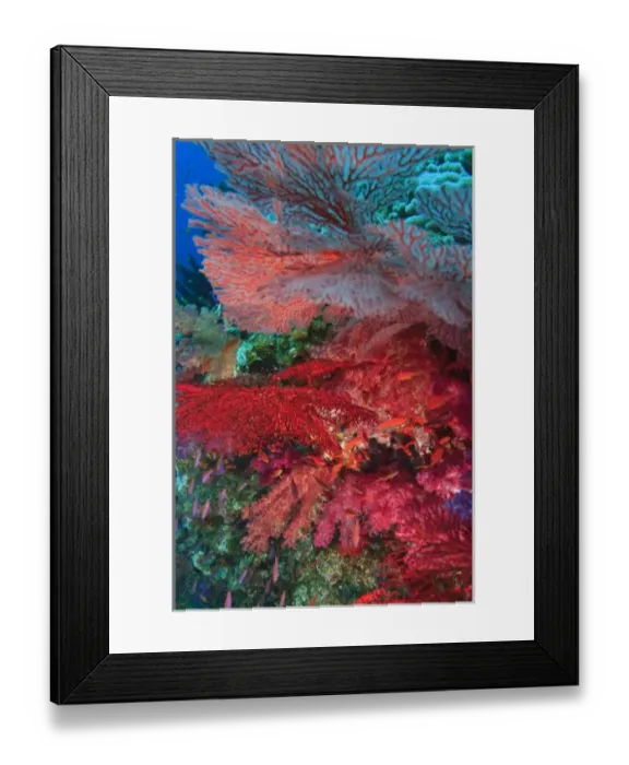Framed Print : Gorgonian Sea Fans, soft corals, Bligh Water, Viti Levu, Fiji, South Pacific Framed Print : Gorgonian Sea Fans, soft corals, Bligh Water, Viti Levu, Fiji, South Pacific