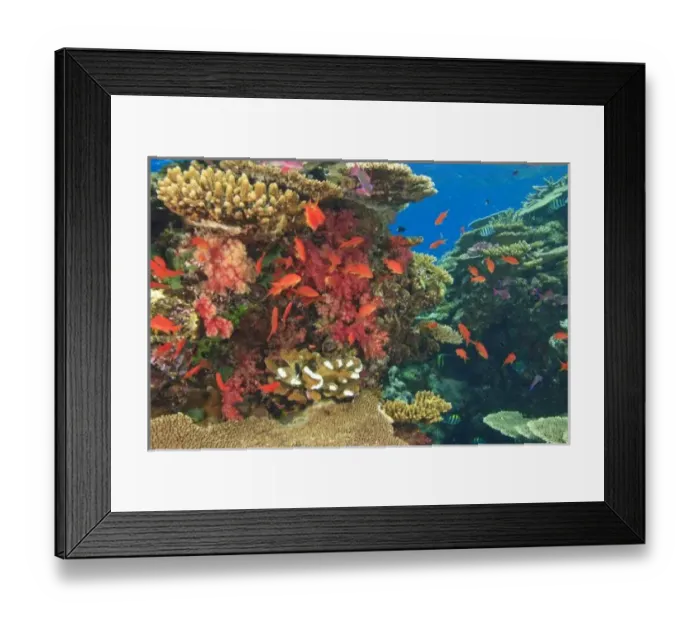Framed Print : schooling Fairy Basslets (Pseudanthias squamipinnis) near Soft Corals (Dendronepthya sp Framed Print : schooling Fairy Basslets (Pseudanthias squamipinnis) near Soft Corals (Dendronepthya sp