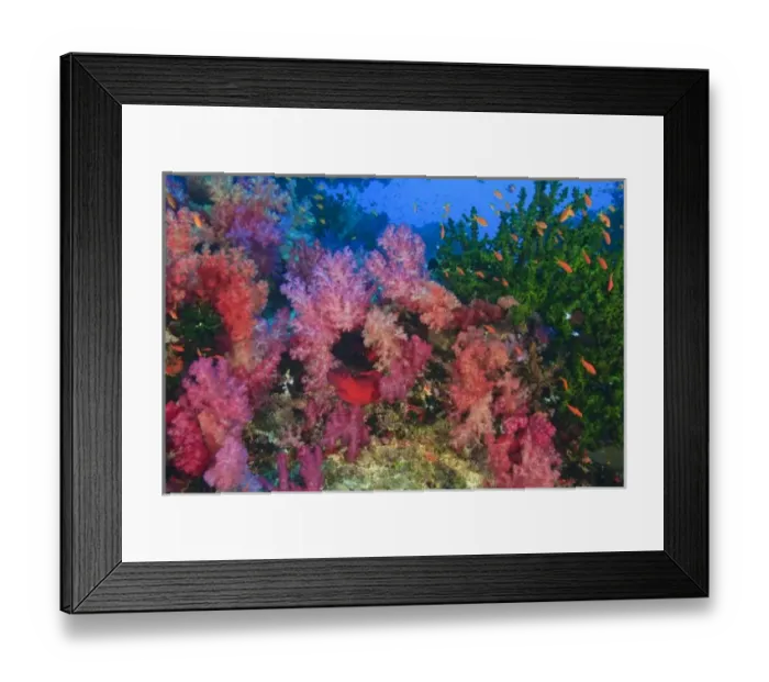 Framed Print : schooling Fairy Basslets (Pseudanthias squamipinnis) near Soft Corals (Dendronepthya sp Framed Print : schooling Fairy Basslets (Pseudanthias squamipinnis) near Soft Corals (Dendronepthya sp