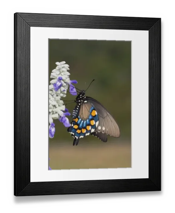 Framed Print : Nature, Fauna Framed Print : Nature, Fauna