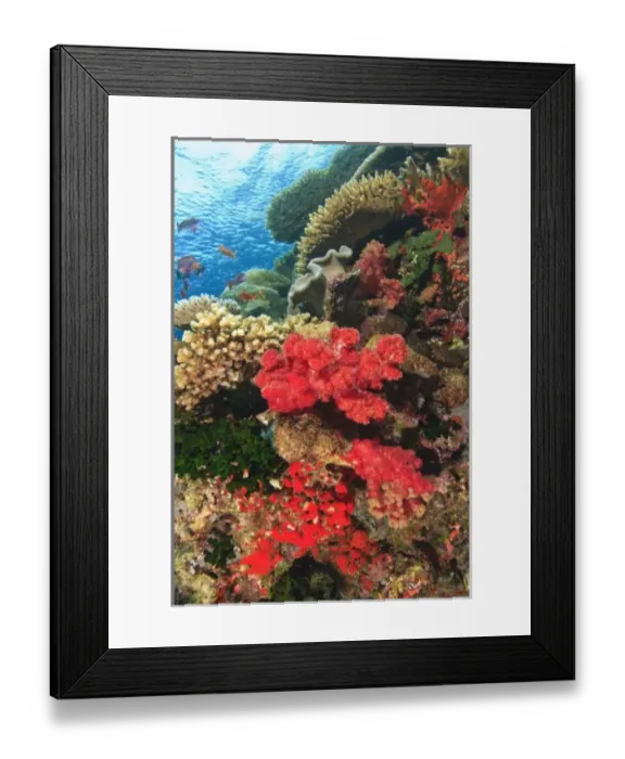 Framed Print : schooling Fairy Basslets (Pseudanthias squamipinnis) near Soft Corals (Dendronepthya sp Framed Print : schooling Fairy Basslets (Pseudanthias squamipinnis) near Soft Corals (Dendronepthya sp