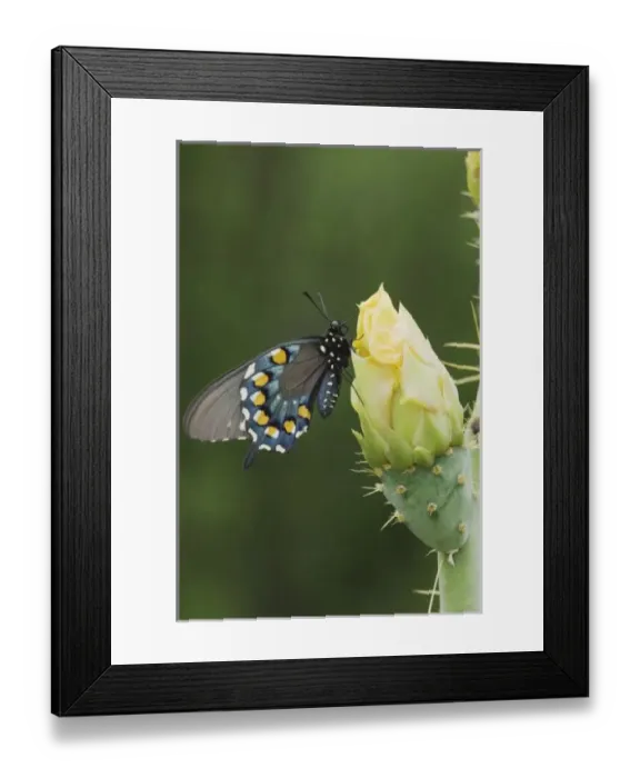 Framed Print : Pipevine Swallowtail, Battus philenor, adult on Texas Prickly Pear Cactus (Opuntia lindheimeri) Framed Print : Pipevine Swallowtail, Battus philenor, adult on Texas Prickly Pear Cactus (Opuntia lindheimeri)