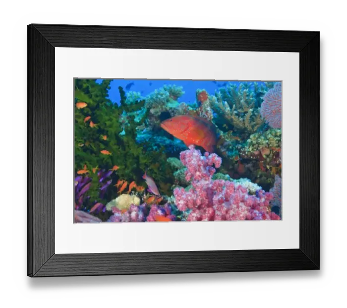 Framed Print : schooling Fairy Basslets (Pseudanthias squamipinnis) near Soft Corals (Dendronepthya sp Framed Print : schooling Fairy Basslets (Pseudanthias squamipinnis) near Soft Corals (Dendronepthya sp
