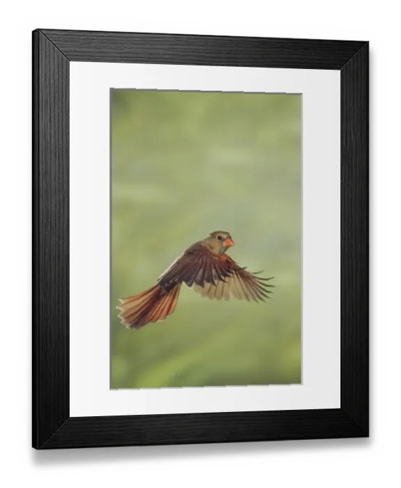 Framed Print : Nature, Fauna Framed Print : Nature, Fauna
