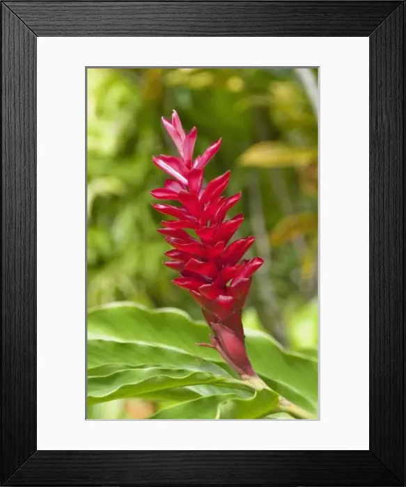 Framed Print : Oceania, Fiji