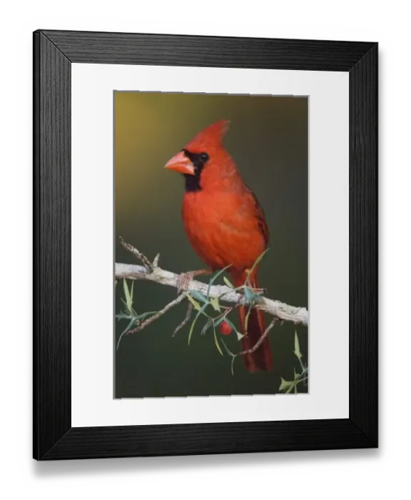 Framed Print : Northern Cardinal, Cardinalis cardinalis, male on Agarita (Berberis trifoliolata) Framed Print : Northern Cardinal, Cardinalis cardinalis, male on Agarita (Berberis trifoliolata)