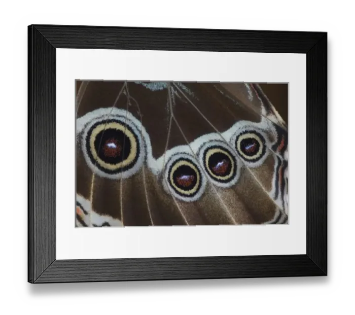 Framed Print : Nature, Fauna Framed Print : Nature, Fauna