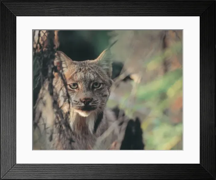Framed Print : Lynx, Lynx canadensis Framed Print : Lynx, Lynx canadensis
