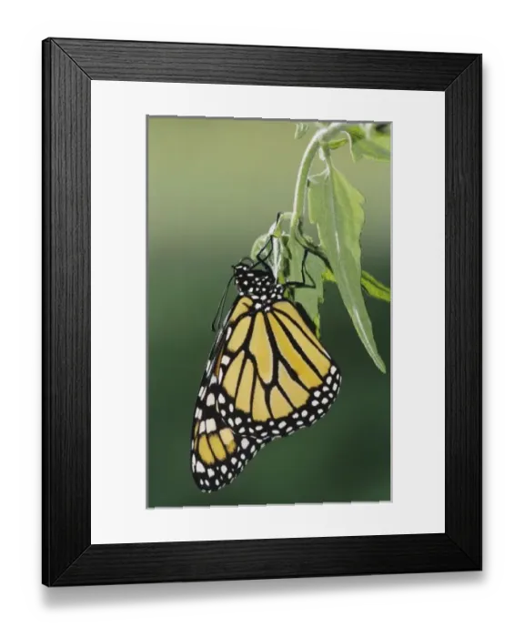 Framed Print : Monarch, Danaus plexippus, adult newly emerged from pupa, Willacy County, Rio Grande Valley