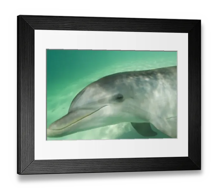 Framed Print : Bottlenose Dolphins (Tursiops truncatus) Caribbean Sea near Roatan, Honduras (RF) Framed Print : Bottlenose Dolphins (Tursiops truncatus) Caribbean Sea near Roatan, Honduras (RF)