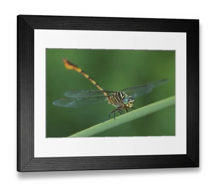 Framed Print : Narrow-striped Forceptail, Aphylla protracta, adult on Cattail, Willacy County, Rio Grande Valley Framed Print : Narrow-striped Forceptail, Aphylla protracta, adult on Cattail, Willacy County, Rio Grande Valley