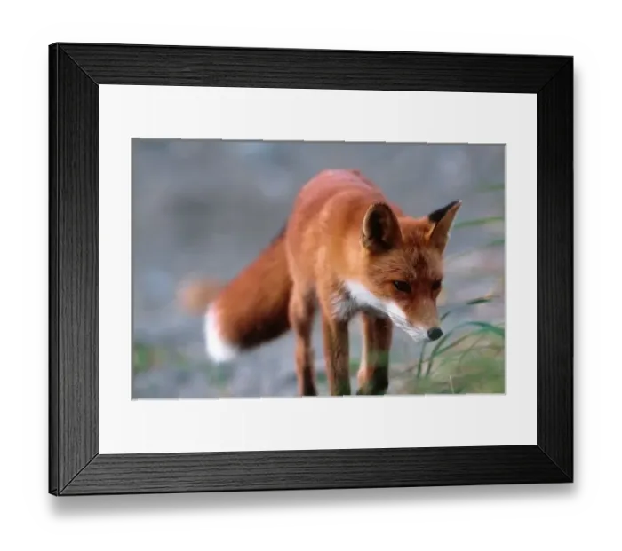 Framed Print : Red Fox, Vulpes vulpes, Alaska Peninsula, Alaska, Red Fox close-up
