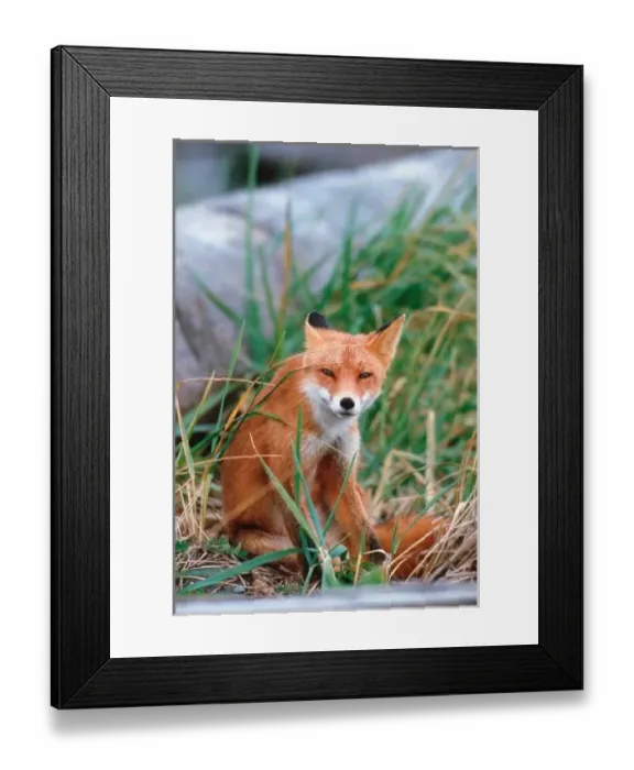 Framed Print : Red Fox, Vulpes vulpes, Alaska Peninsula, Alaska, Red Fox close-up