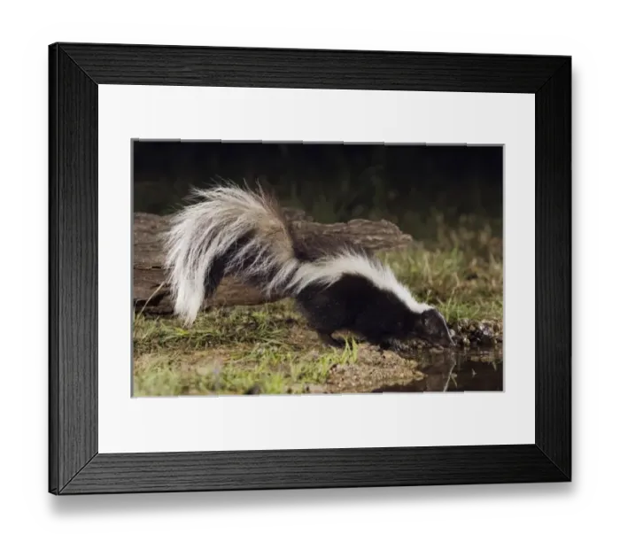 Framed Print : Nature, Fauna Framed Print : Nature, Fauna