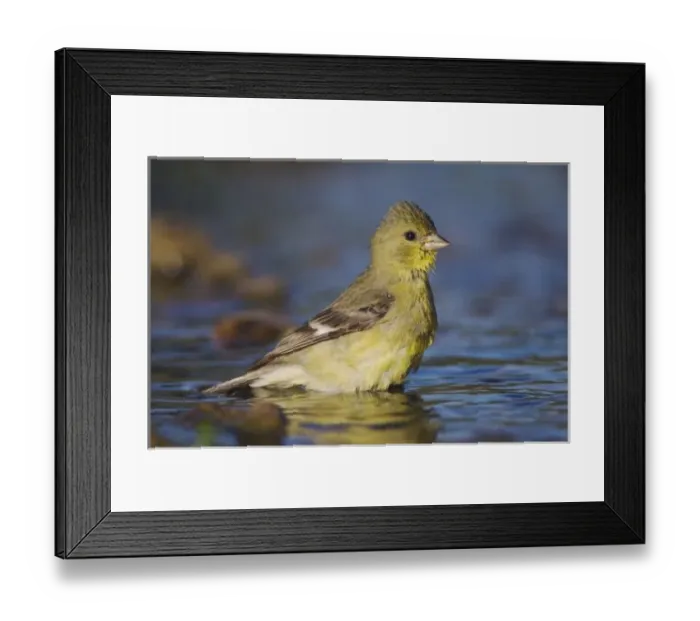 Framed Print : Lesser Goldfinch, Carduelis psaltria, female bathing, Willacy County, Rio Grande Valley Framed Print : Lesser Goldfinch, Carduelis psaltria, female bathing, Willacy County, Rio Grande Valley