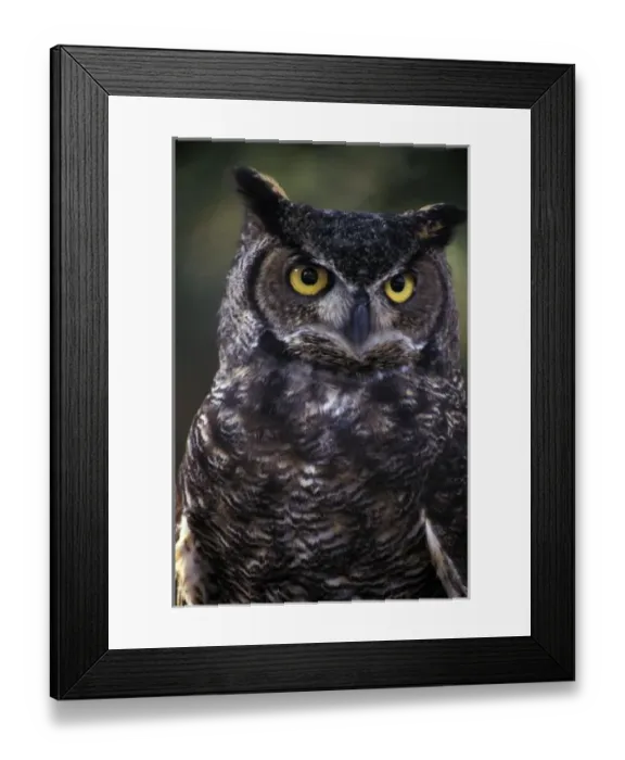 Framed Print : USA, Washington State, Seattle, Woodland Park Zoo. Great Horned Owl (Bubo virginianus) Framed Print : USA, Washington State, Seattle, Woodland Park Zoo. Great Horned Owl (Bubo virginianus)