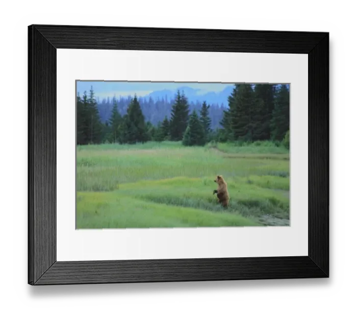 Framed Print : USA, Alaska, Clark Lake National Park. Grizzly Bear, Ursus Arctos. Grizzly bear cub Framed Print : USA, Alaska, Clark Lake National Park. Grizzly Bear, Ursus Arctos. Grizzly bear cub