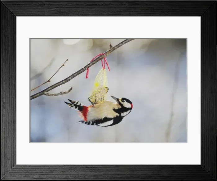 Framed Print : Great Spotted Woodpecker Framed Print : Great Spotted Woodpecker
