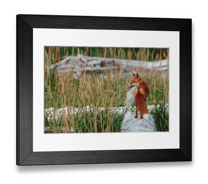 Framed Print : Red Fox, Vulpes vulpes, Alaska Peninsula, Alaska, Red Fox in Habitat Framed Print : Red Fox, Vulpes vulpes, Alaska Peninsula, Alaska, Red Fox in Habitat