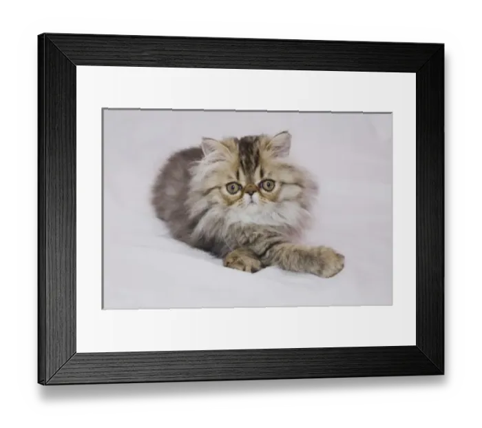 Framed Print : Nature, Fauna Framed Print : Nature, Fauna