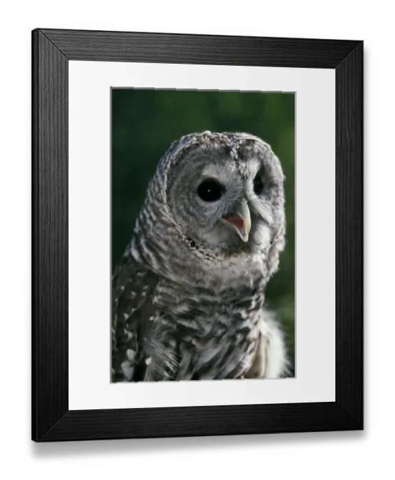 Framed Print : USA, Washington State. Barred Owl (Strix varia) Framed Print : USA, Washington State. Barred Owl (Strix varia)