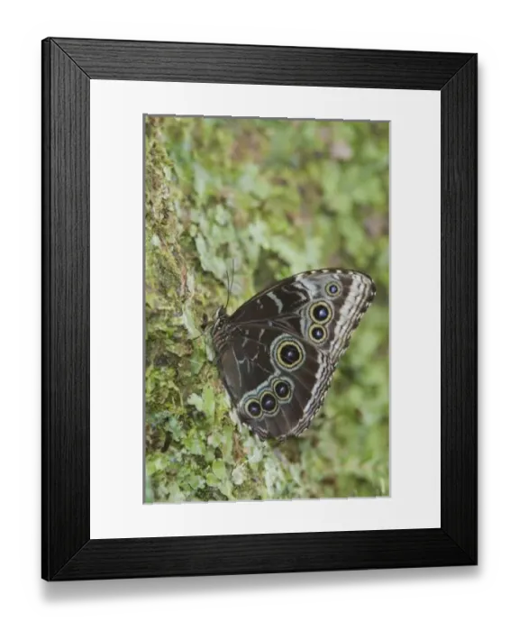 Framed Print : Blue Morpho, Morpho menelaus, adult newly emerged from pupa, captive, La Paz Waterfall Gardens