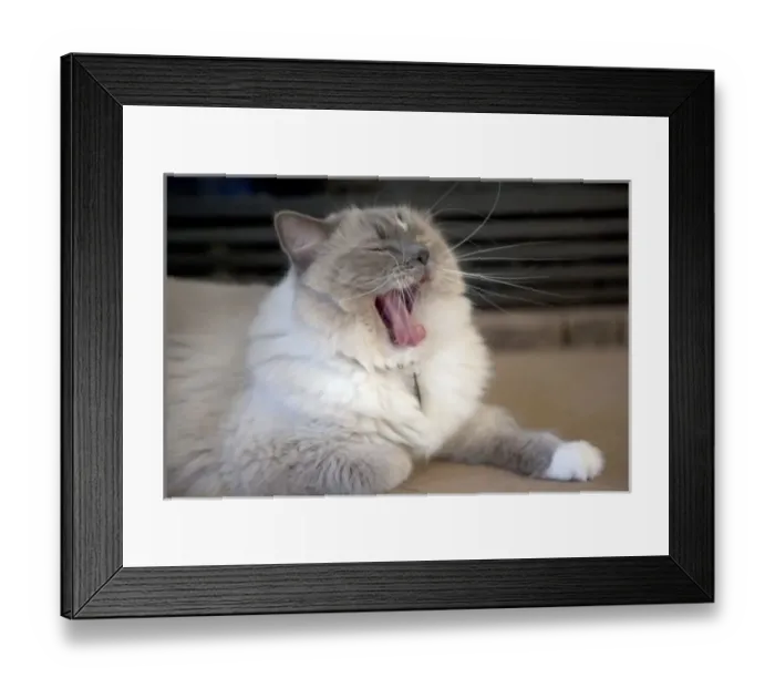 Framed Print : Neva Masquerade cat yawning Framed Print : Neva Masquerade cat yawning