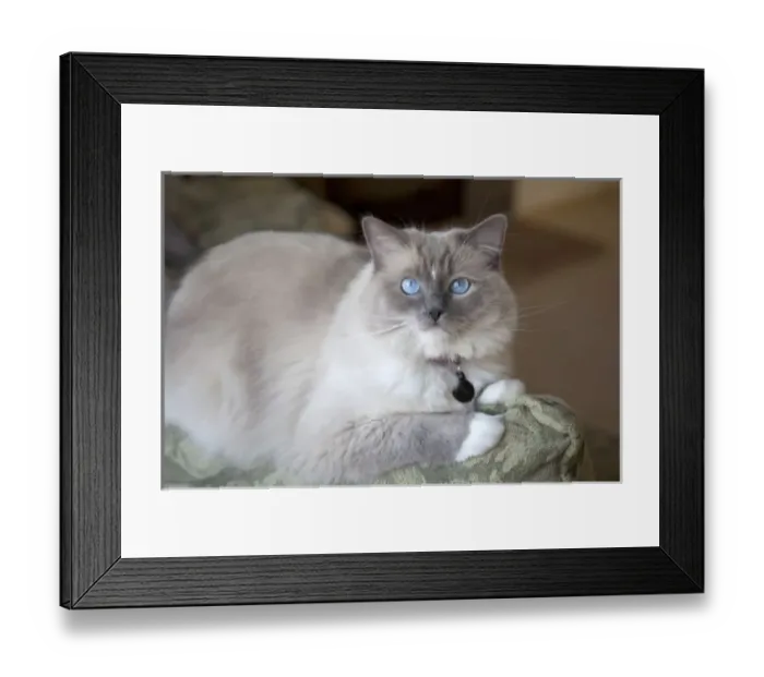 Framed Print : Female Ragdoll Cat Framed Print : Female Ragdoll Cat