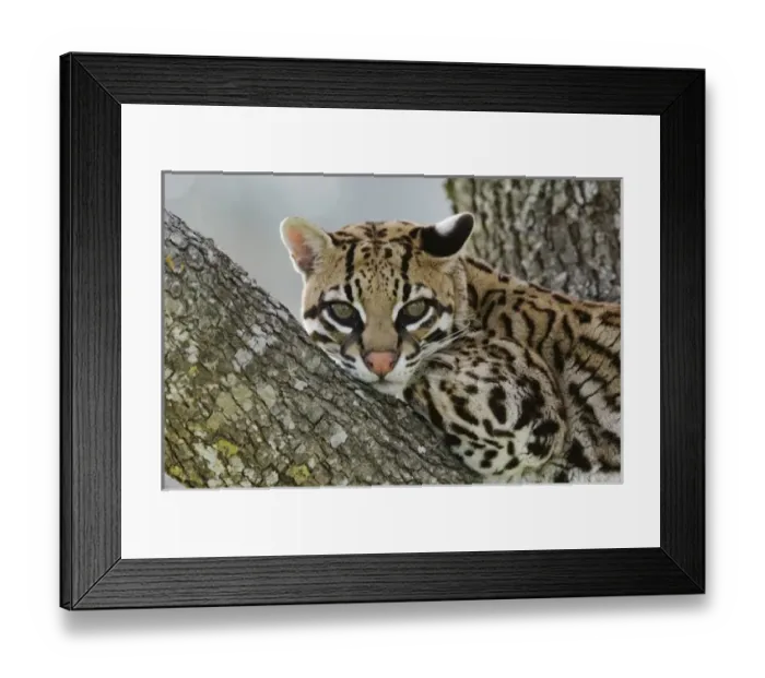 Framed Print : Nature, Fauna Framed Print : Nature, Fauna