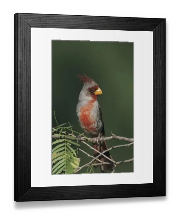 Framed Print : Pyrrhuloxia, Cardinalis