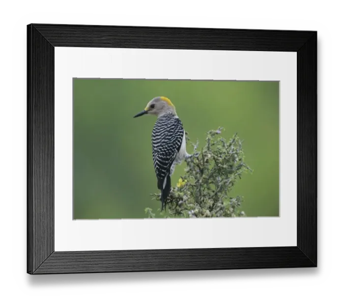 Framed Print : Golden-fronted Woodpecker, Melanerpes aurifrons, female, Willacy County, Rio Grande Valley Framed Print : Golden-fronted Woodpecker, Melanerpes aurifrons, female, Willacy County, Rio Grande Valley