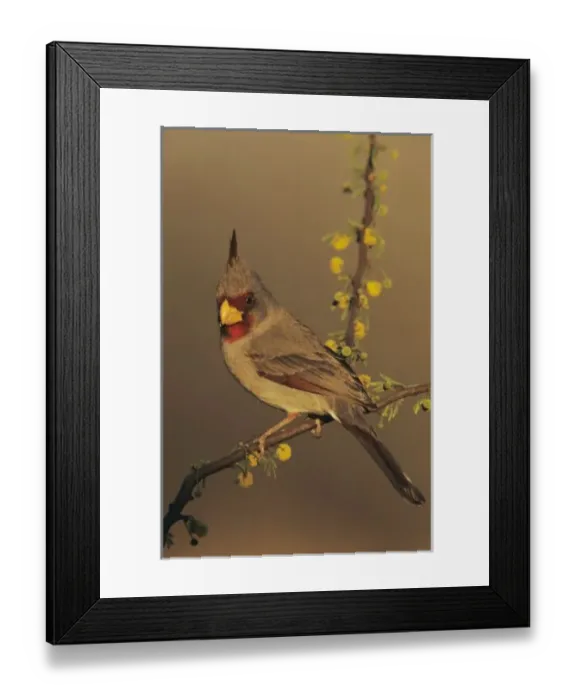 Framed Print : Pyrrhuloxia, Cardinalis sinuatus, male on blooming huisache, Willacy County, Rio Grande Valley Framed Print : Pyrrhuloxia, Cardinalis sinuatus, male on blooming huisache, Willacy County, Rio Grande Valley