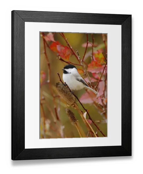 Framed Print : Black-capped Chickadee, Poecile atricapilla, adult eating flower seeds, Grand Teton NP