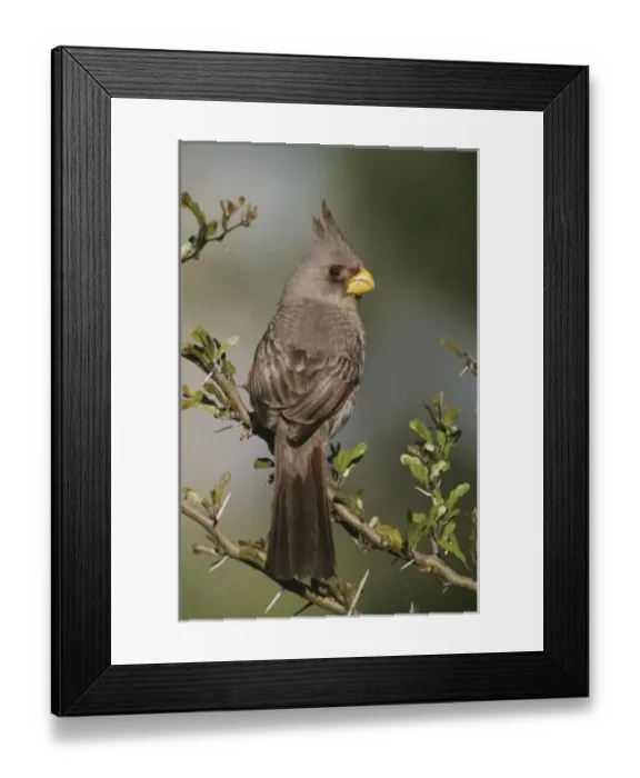 Framed Print : Nature, Fauna Framed Print : Nature, Fauna