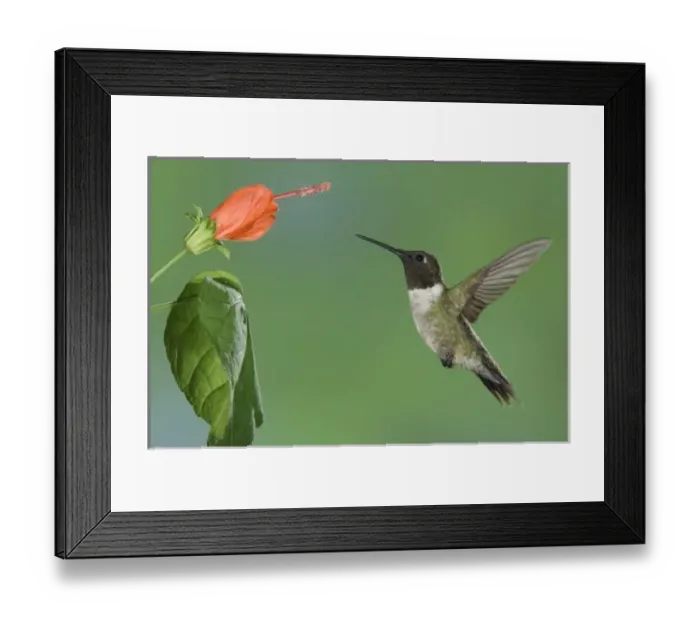 Framed Print : Ruby-throated Hummingbird, Archilochus colubris, male in flight feeding on Turks Cap Framed Print : Ruby-throated Hummingbird, Archilochus colubris, male in flight feeding on Turks Cap