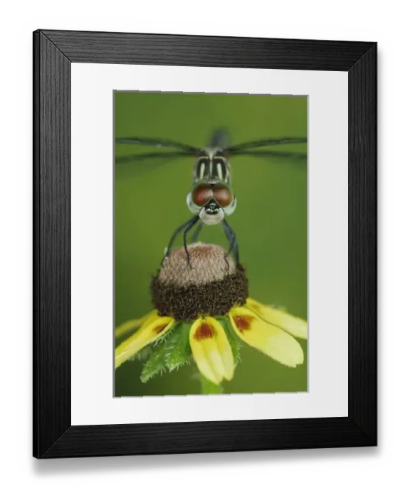 Framed Print : Blue Dasher, Pachydiplax longipennis, female on Clasping-leaved Coneflower(Dracopis amplexicaulis)
