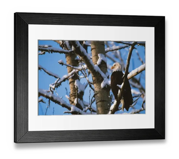 Framed Print : Bald Eagle, Alaska, Chilkat Bald Eagle Preserve, Winter on the Chilkat River, Valley Of The Eagles Framed Print : Bald Eagle, Alaska, Chilkat Bald Eagle Preserve, Winter on the Chilkat River, Valley Of The Eagles