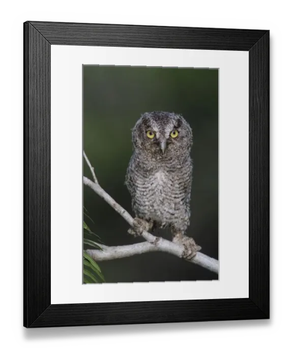 Framed Print : Eastern Screech-Owl, Megascops asio, Otus asio, young fledgling, Willacy County, Rio Grande Valley