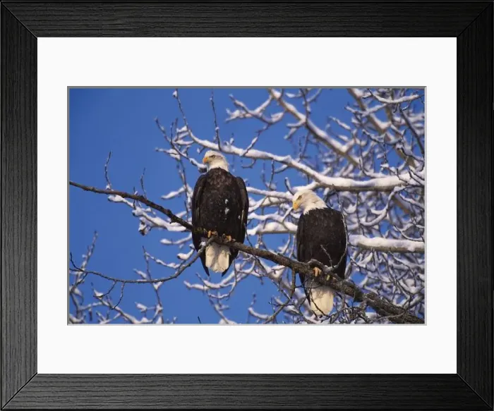 Framed Print : Bald Eagle, Alaska, Chilkat Bald Eagle Preserve, Winter on the Chilkat River, Valley Of The Eagles