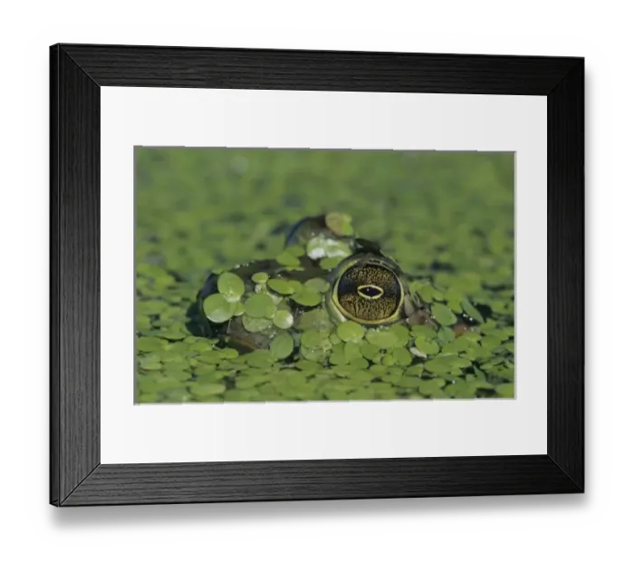 Framed Print : Bullfrog, Rana catesbeiana, adult in duckweed camouflaged, Welder Wildlife Refuge